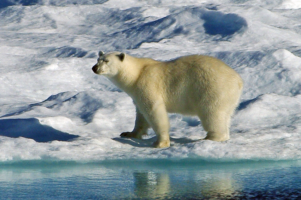 Polar Bear Facts and Adaptations Ursus maritimus